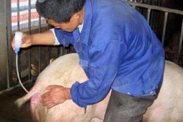 母猪产后可以用盐水清宫吗，产后不可以使用盐水清宫