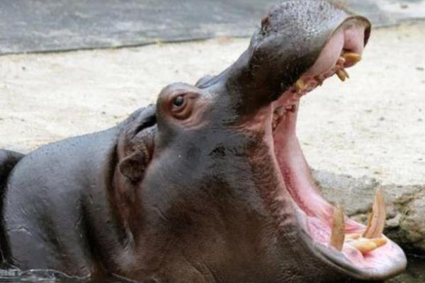 河马有没有舌头，张大嘴巴时会露出舌头