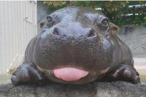 河马有没有舌头，张大嘴巴时会露出舌头