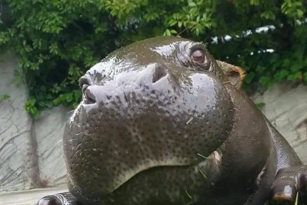 河马有没有舌头，张大嘴巴时会露出舌头