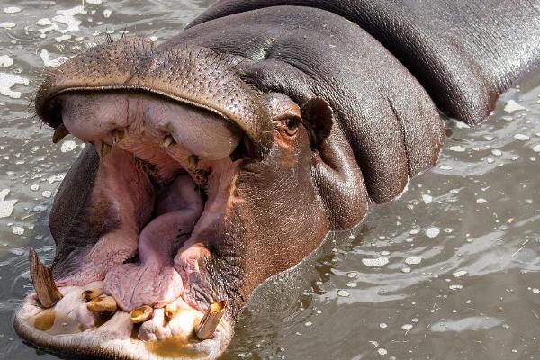 河马有没有舌头，张大嘴巴时会露出舌头