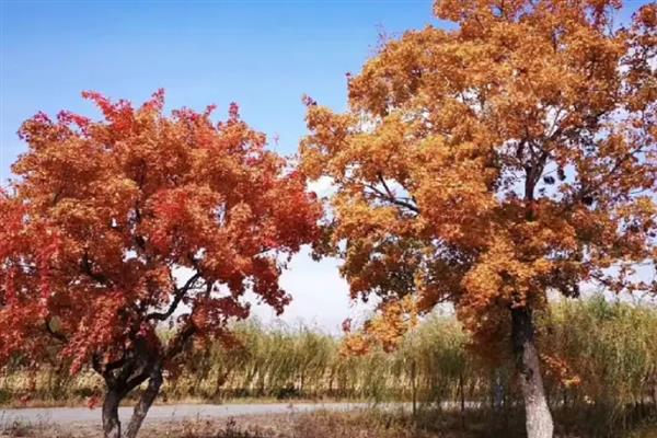 元宝枫的修剪方法,对延长枝附近的侧枝进行抑制性修剪