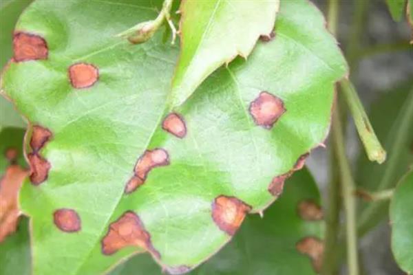 元宝枫的修剪方法,对延长枝附近的侧枝进行抑制性修剪