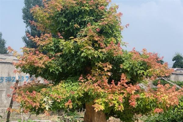 元宝枫的修剪方法,对延长枝附近的侧枝进行抑制性修剪