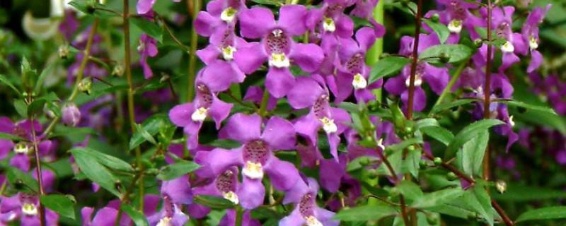 怎么养香彩雀，每半个月追肥一次