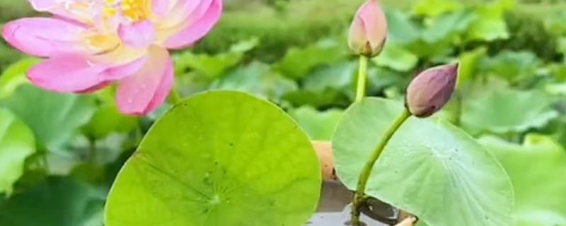 碗莲的种植方法，播种前需对种子进行催芽处理
