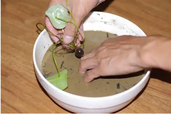碗莲的种植方法，播种前需对种子进行催芽处理