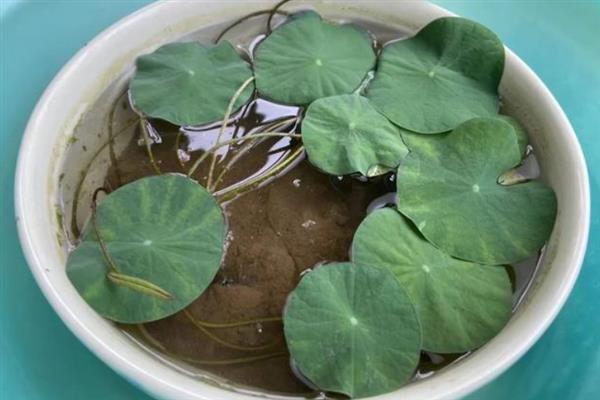 碗莲的种植方法，播种前需对种子进行催芽处理