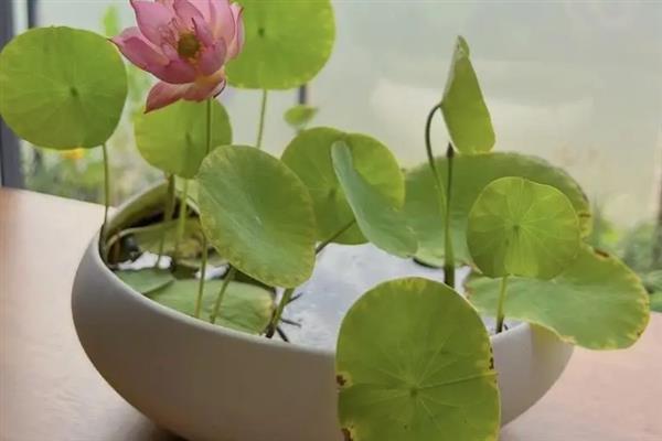 碗莲的种植方法，播种前需对种子进行催芽处理