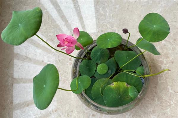 碗莲的种植方法，播种前需对种子进行催芽处理