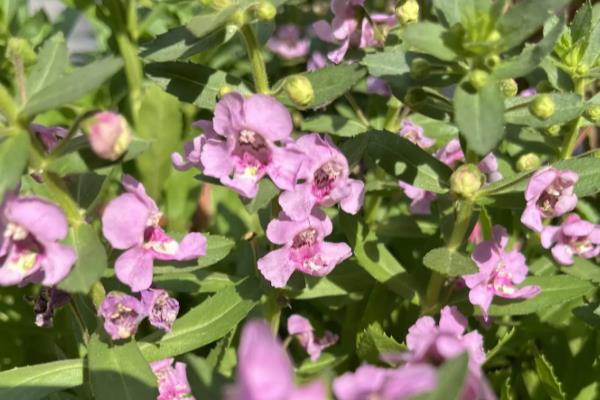 怎么养香彩雀，每半个月追肥一次