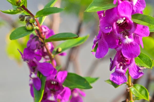 怎么养香彩雀，每半个月追肥一次