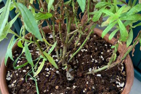 怎么养香彩雀，每半个月追肥一次