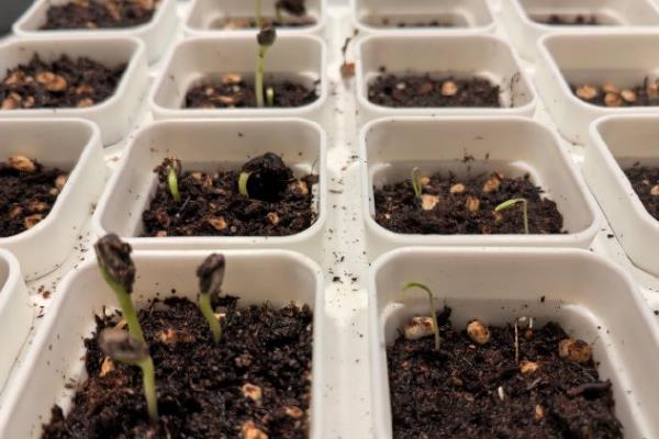 怎么养香彩雀，每半个月追肥一次