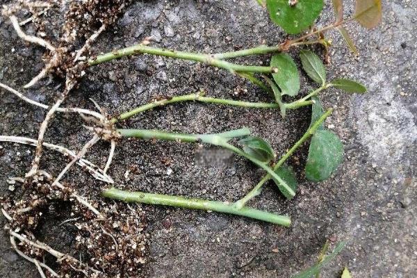 怎么养香彩雀，每半个月追肥一次