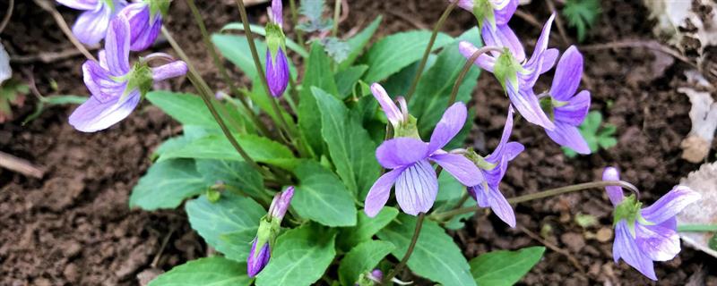 紫花地丁和早开堇菜的区别，株型、花期和种子均不同