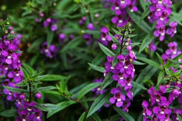 怎么养香彩雀，每半个月追肥一次