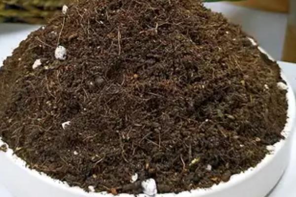 绿萝爆盆了如何分株，按照茎部连接的根系进行分根