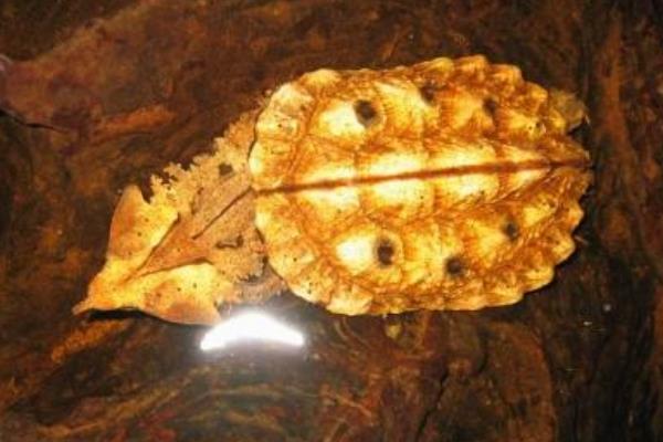 枯叶龟能长到什么程度，成年后体型一般能达到40厘米左右