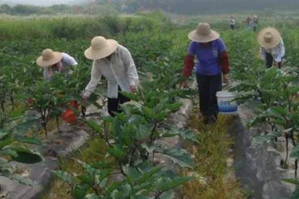 一株茄子的寿命，寿命在1-3年之间