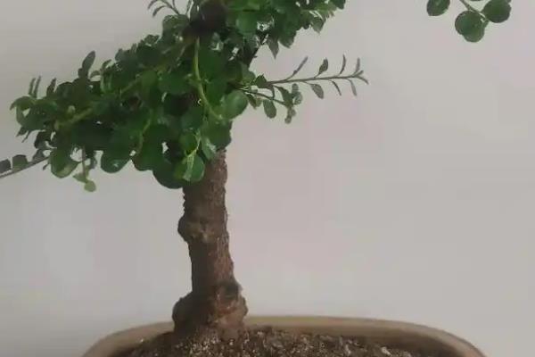 荀子下山桩怎么栽培，每天提供6小时以上的散射光