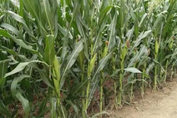 德单123玉米种介绍，每亩种4500-5000株为宜