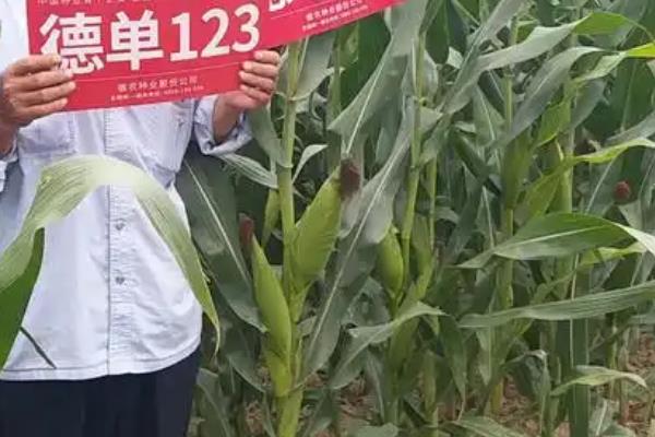 德单123玉米种介绍，每亩种4500-5000株为宜