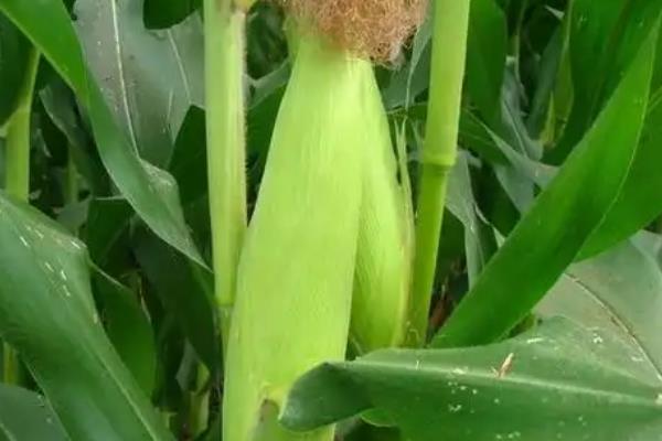 德单123玉米种介绍，每亩种4500-5000株为宜