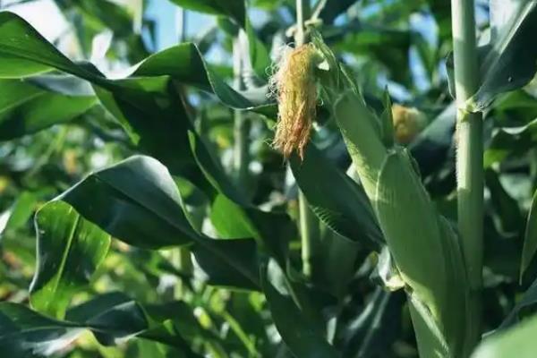 德单123玉米种介绍，每亩种4500-5000株为宜