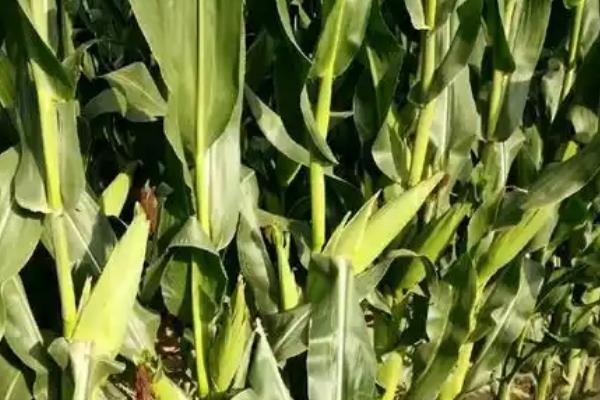德单123玉米种介绍，每亩种4500-5000株为宜