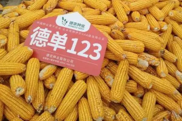 德单123玉米种介绍，每亩种4500-5000株为宜