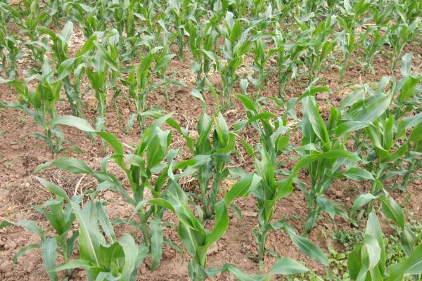 德单123玉米种介绍，每亩种4500-5000株为宜