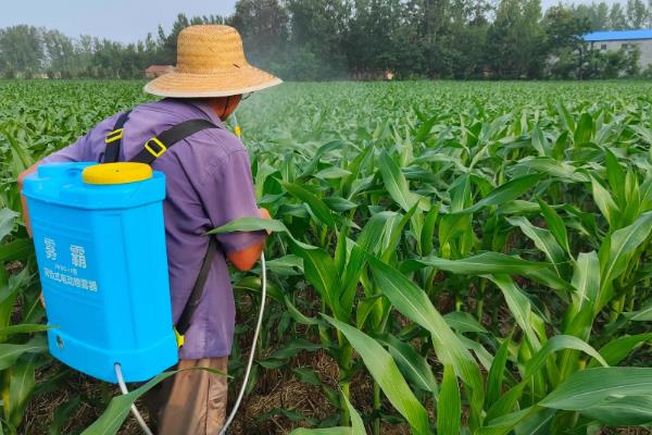 德单123玉米种介绍，每亩种4500-5000株为宜