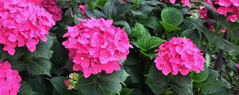 洋绣球的花语，寓意思念想念、纯真无邪等