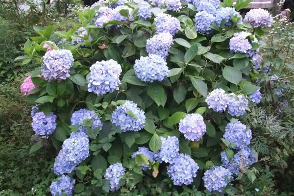 洋绣球的花语，寓意思念想念、纯真无邪等