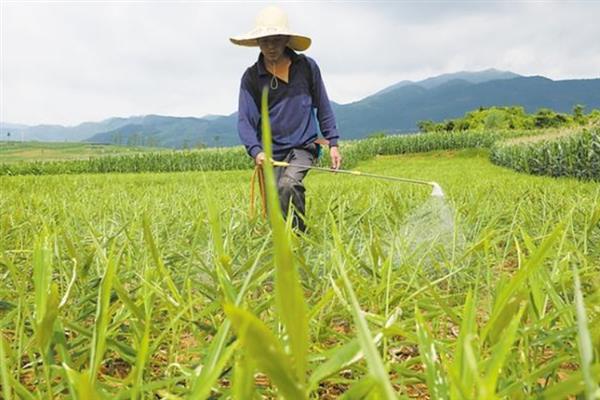 姜黄如何栽培，适合在温暖湿润的环境中生长