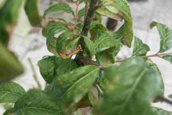 石榴树叶片畸形怎么防治，追施足够的肥料可增强树体抗性
