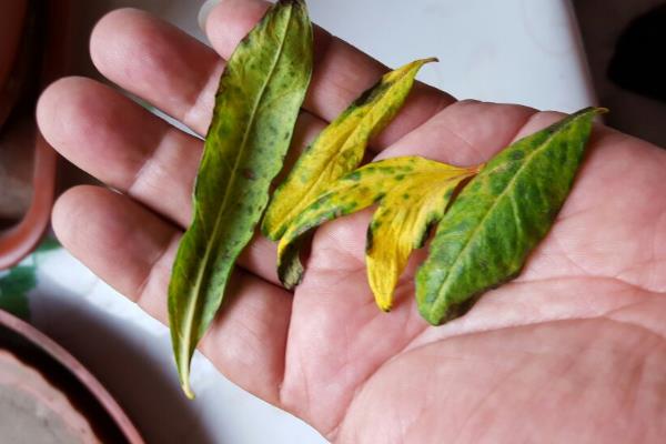 石榴树叶片畸形怎么防治，追施足够的肥料可增强树体抗性