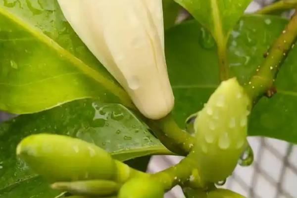 白兰花有什么常见的病虫害，以黄化病、炭疽病、红蜘蛛等种类为主