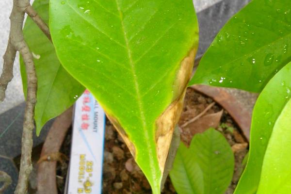 白兰花有什么常见的病虫害，以黄化病、炭疽病、红蜘蛛等种类为主