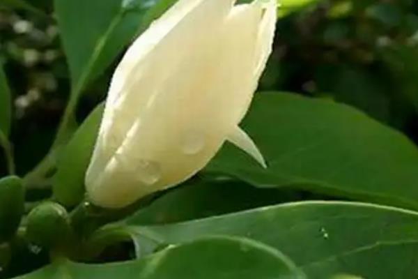 白兰花有什么常见的病虫害，以黄化病、炭疽病、红蜘蛛等种类为主