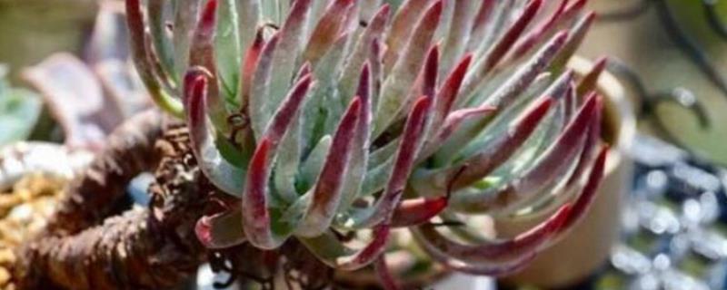 爱杜丽丝出状态方式,喜欢生长在温暖环境中