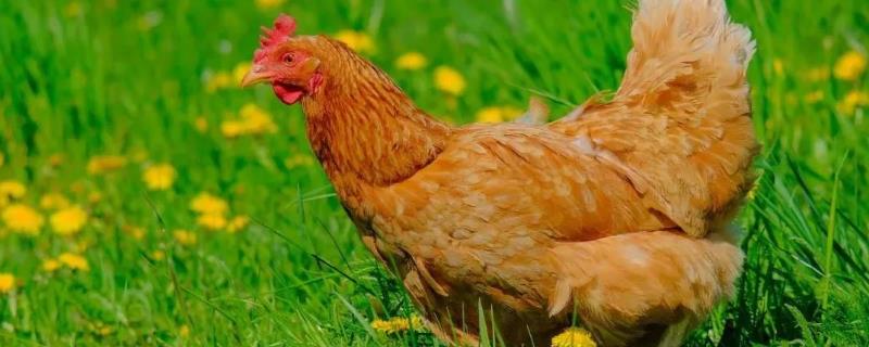 鸡的哪些部位不可以吃，它的淋巴器官不可吃