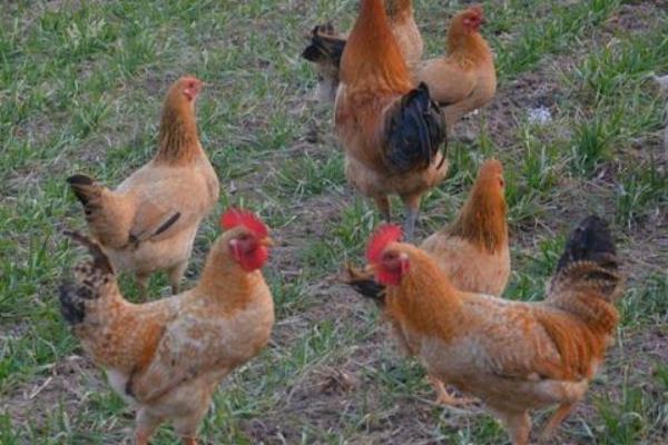 鸡的哪些部位不可以吃，它的淋巴器官不可吃