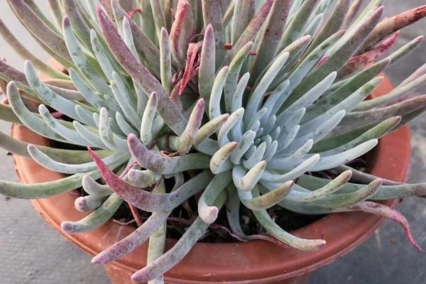 爱杜丽丝出状态方式，喜欢生长在温暖环境中