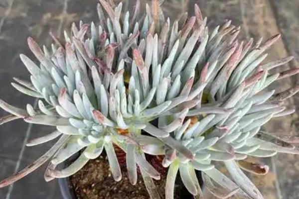 爱杜丽丝出状态方式，喜欢生长在温暖环境中