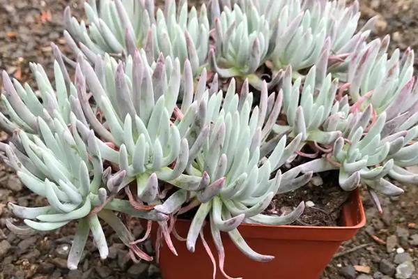 爱杜丽丝出状态方式，喜欢生长在温暖环境中