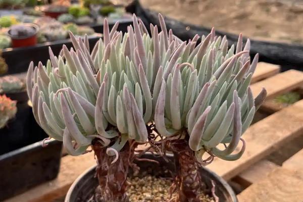 爱杜丽丝出状态方式，喜欢生长在温暖环境中