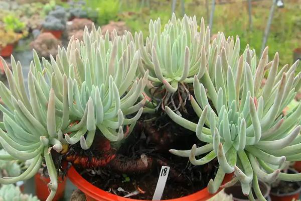 爱杜丽丝出状态方式，喜欢生长在温暖环境中