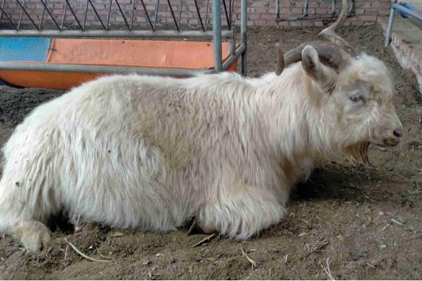 羊吃草甘膦中毒如何解决,急性中毒可以洗胃或注射阿托品